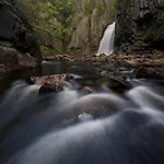 Skogsro Forest