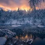 Skogsro Forest *