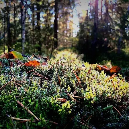 Skogsro Forest אכסניה *