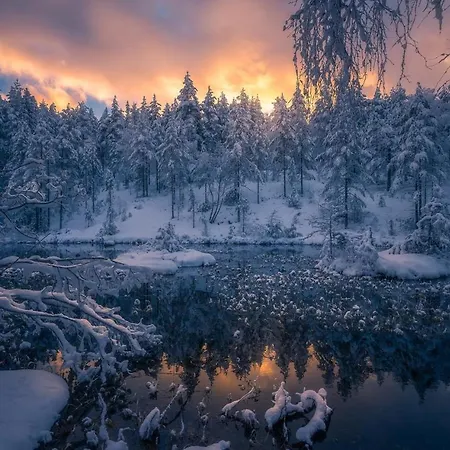 Skogsro Forest *