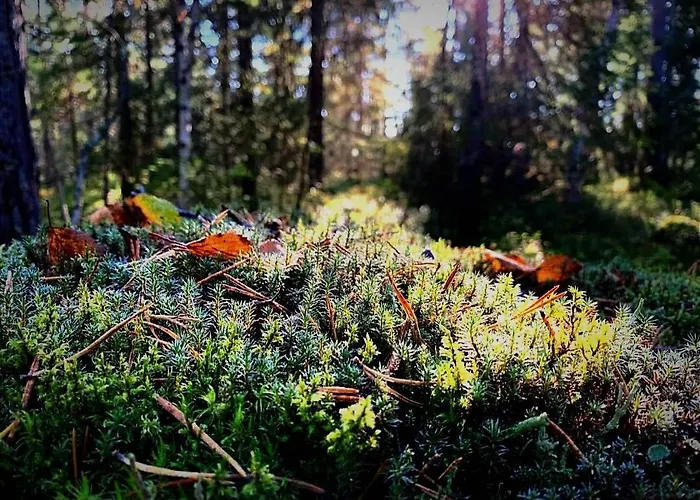 Skogsro Forest Vandrarhem *