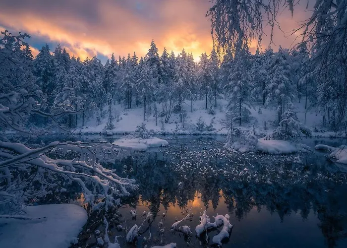 Skogsro Forest *