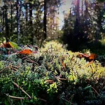 Skogsro Forest Hostel *