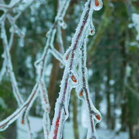 Skogsro Forest Vandrerhjem Steinsholt
