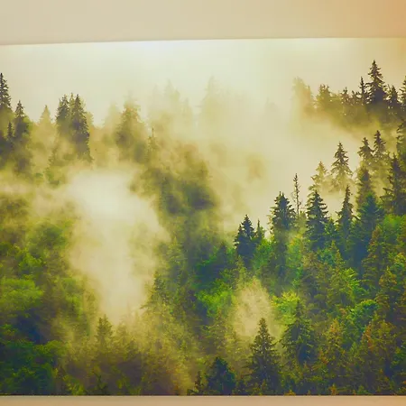 Skogsro Forest