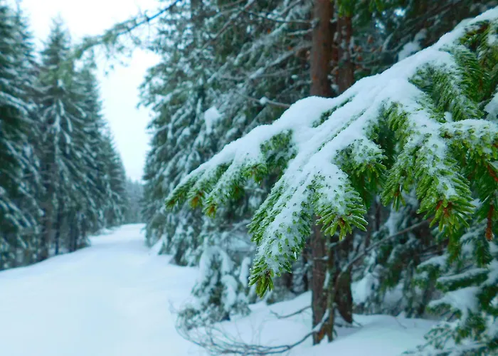 Hostel Skogsro Forest Steinsholt